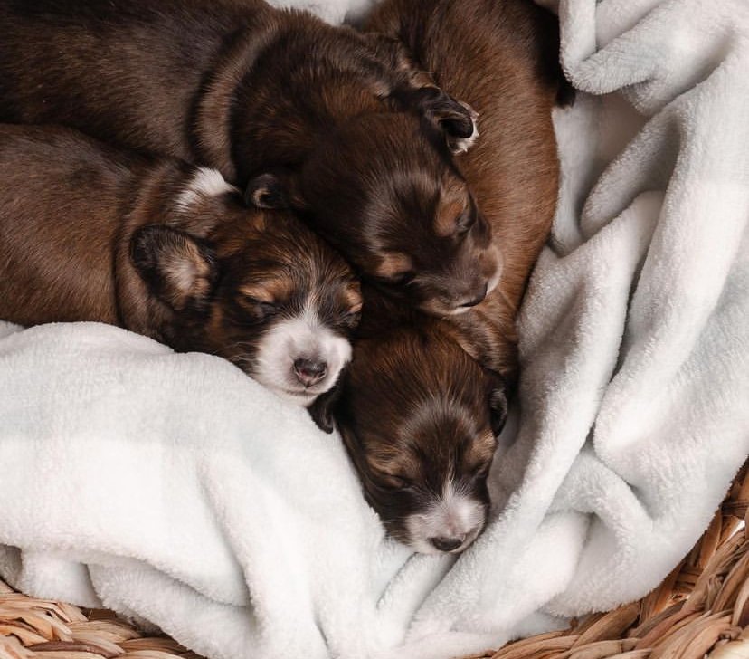 Dachshund Puppies for Sale Near Me