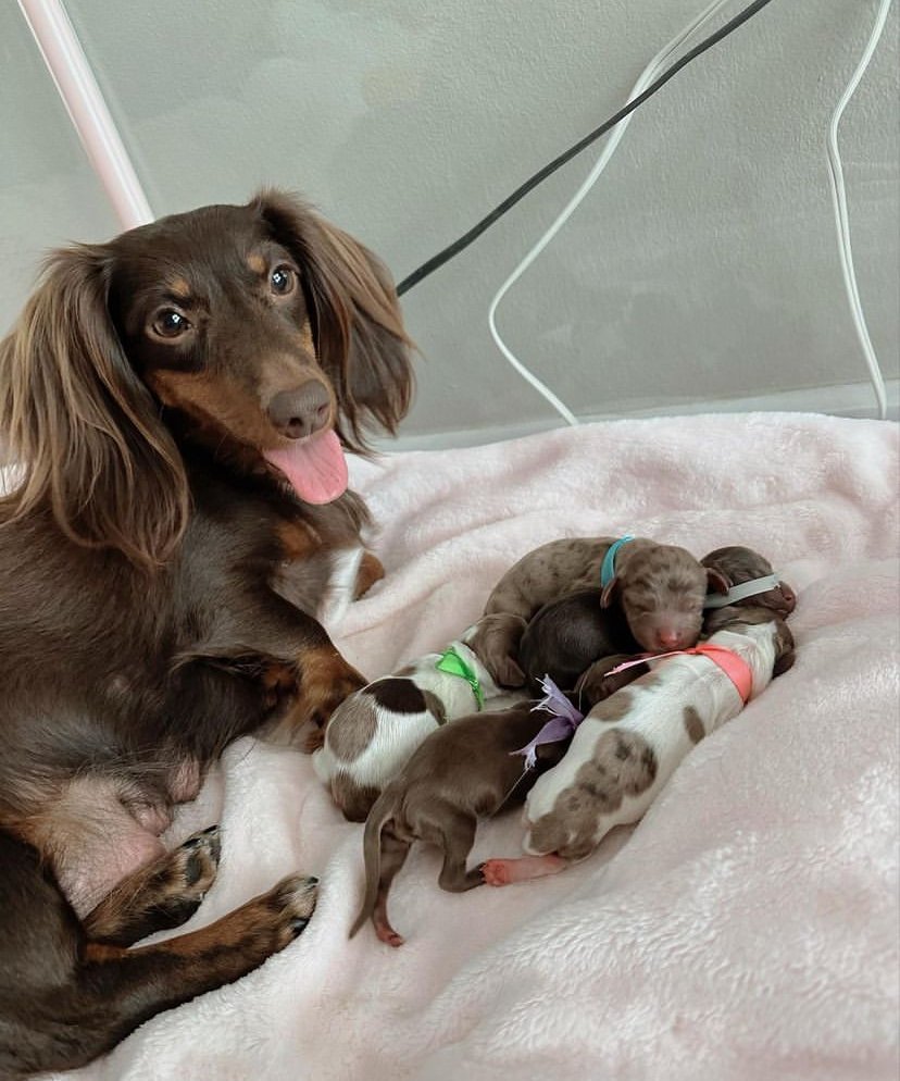 Dachshund Puppy Potty Training