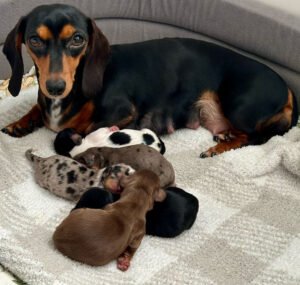 mini dachshund for sale