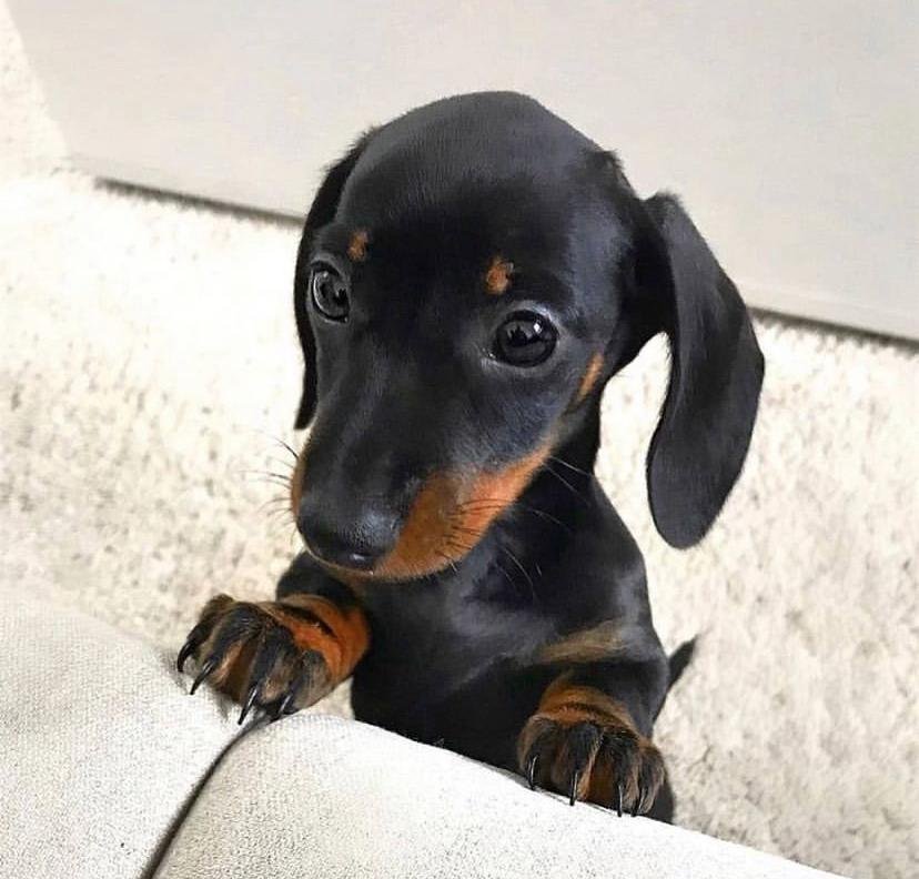 reputable dachshund breeder