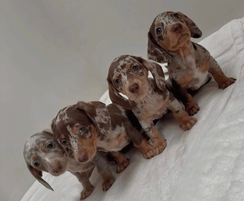 dachshund puppy sleep schedule by age