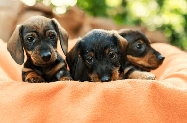 Miniature vs Standard Dachshund