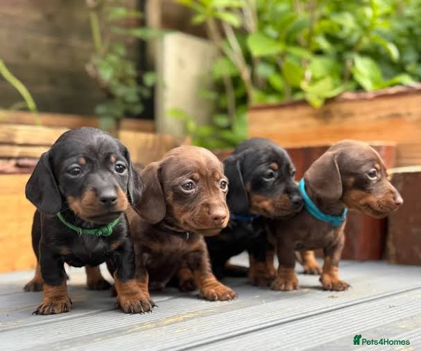 dachshund back problems