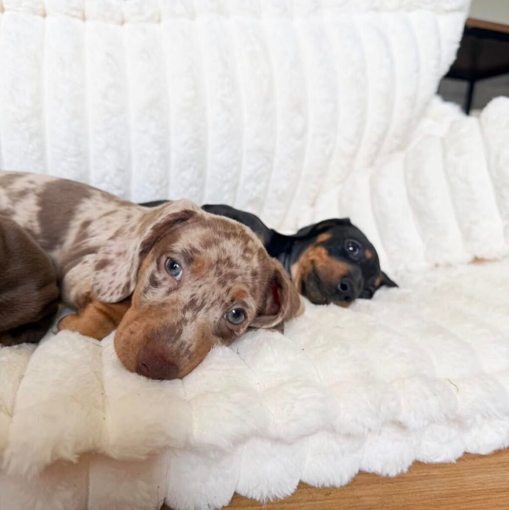 how to stop a dachshund from marking