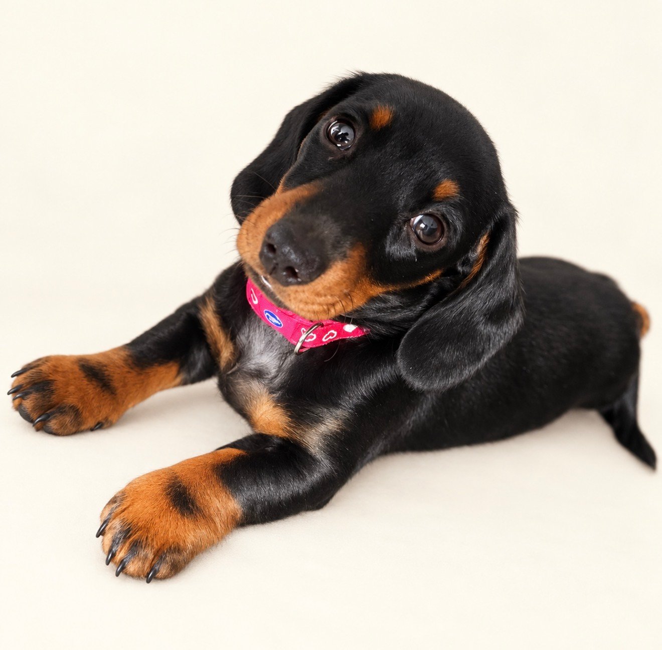Dachshund Puppies for sale
