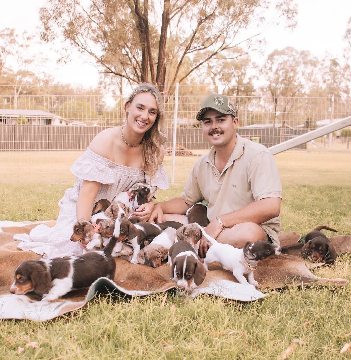 dachshund puppies for sale